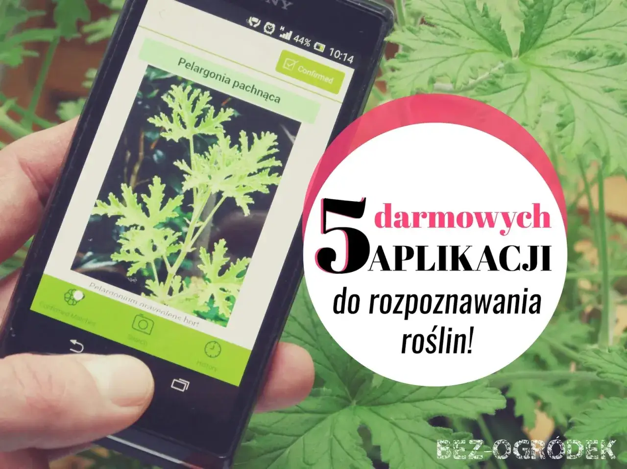 Aplikacja do roślin identyfikuje pelargonię pachnącą. Poznaj 5 darmowych aplikacji do rozpoznawania roślin!